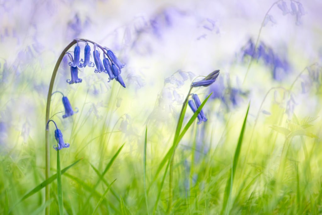 English Bluebell