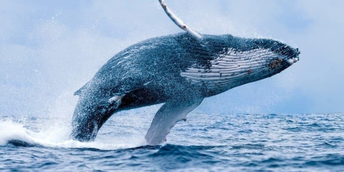 interesting animals in the atlantic ocean
