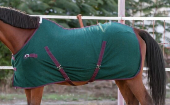 horse wearing a blanket that is too small. the belly straps are tight against the horse, and the horse's rear end is exposed.