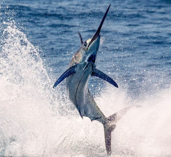 swordfish leaping out of the water