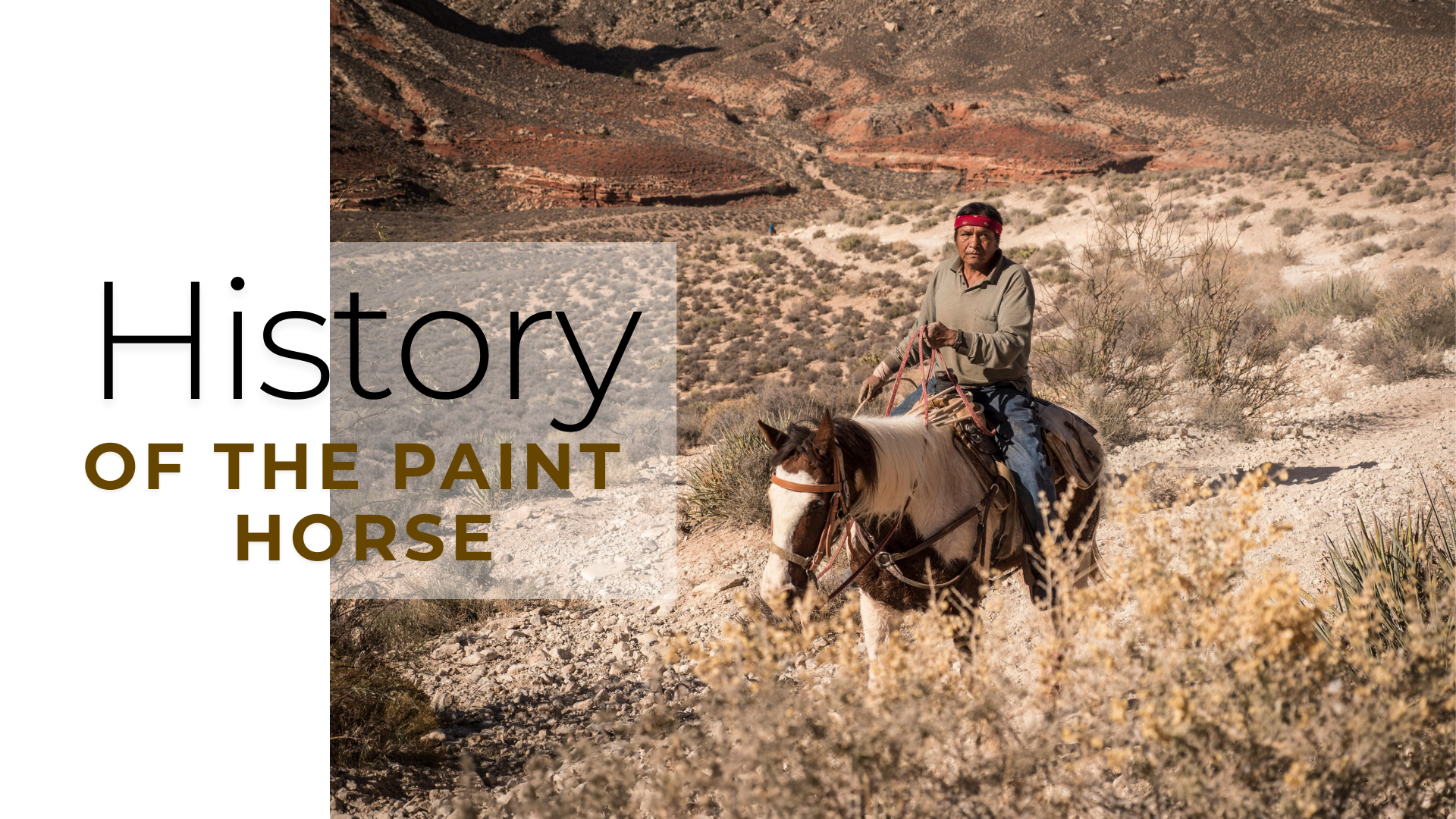 History of the Paint horse.