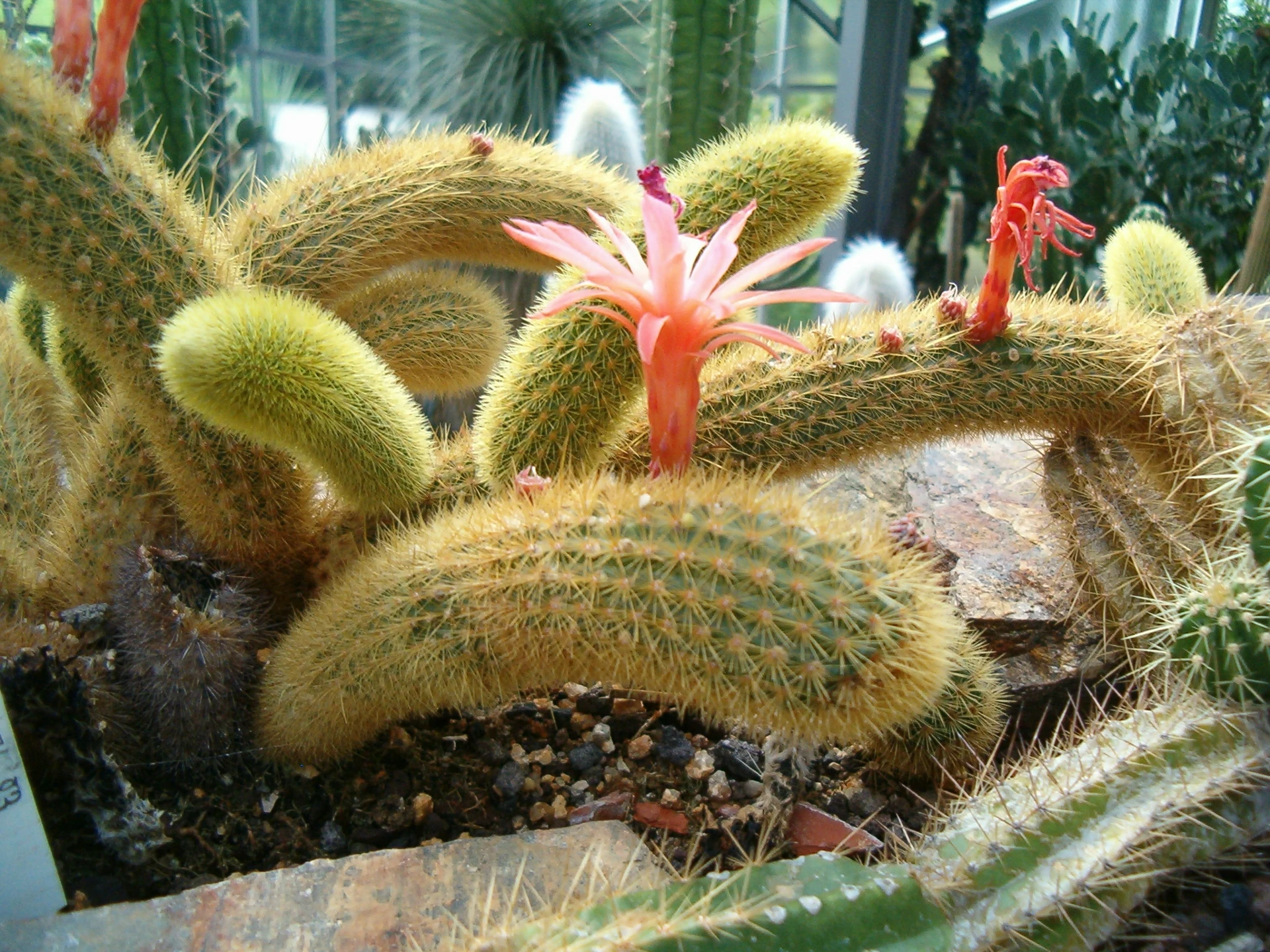 soil drain excess water care, cactus care, Monkey Tail Cactus