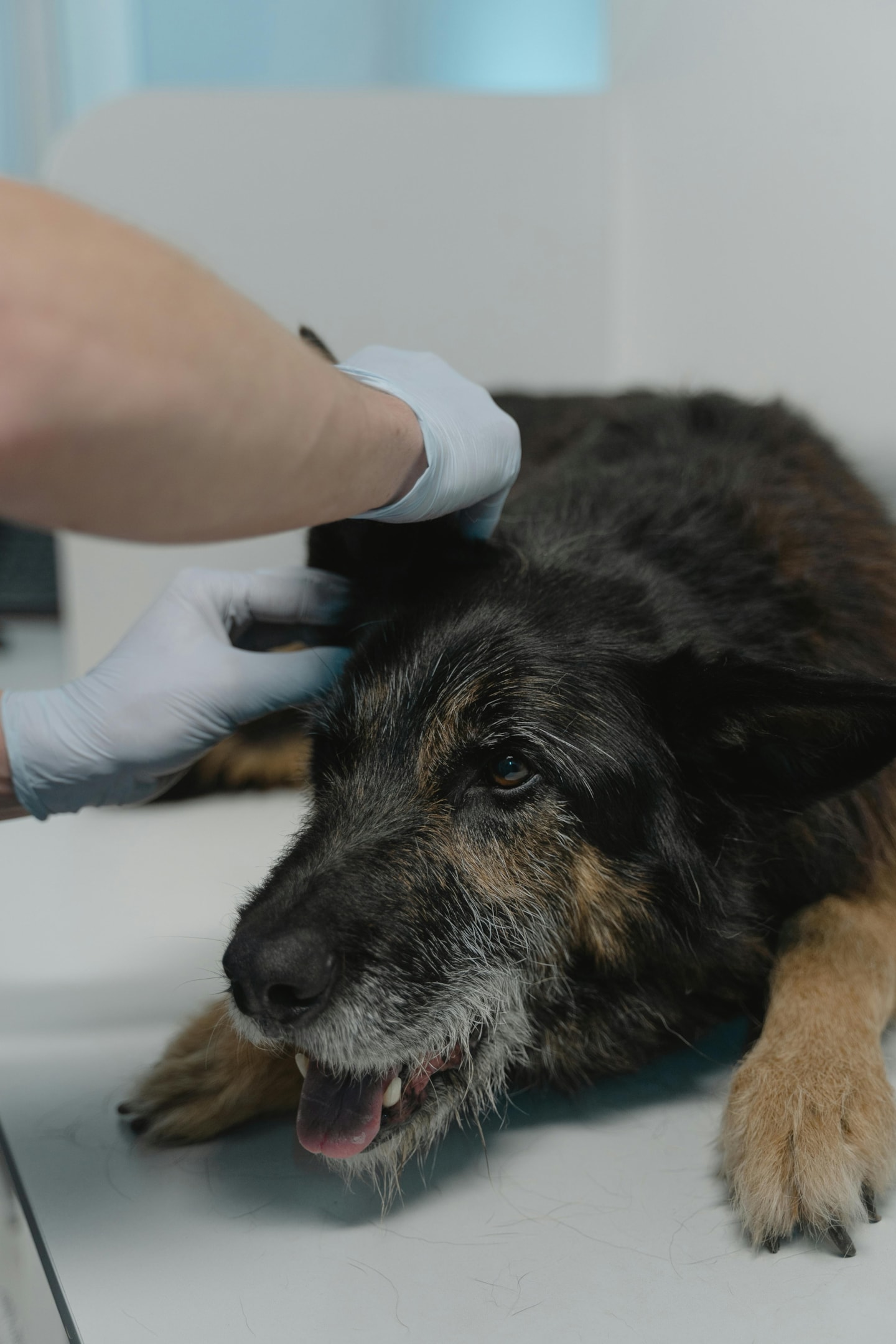 Older dog being examined by the vet