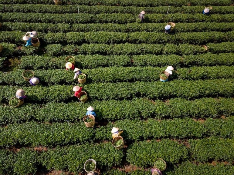 Drone view over a tea field with workers harvesting tea leaves