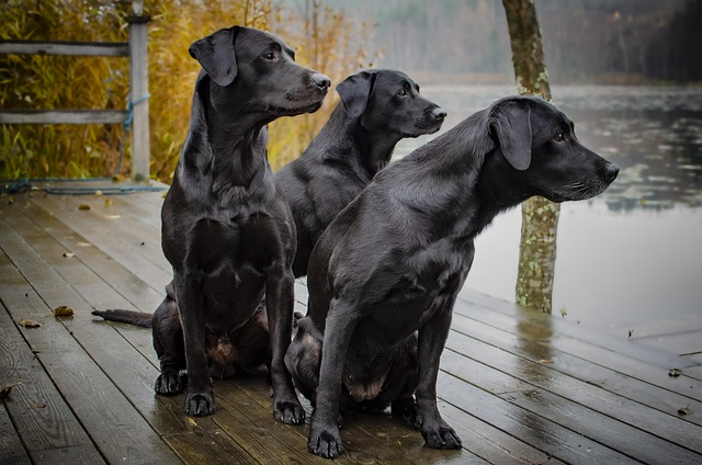 labrador retriever, dogs, animal, guard dogs, popular breed, ,chocolate lab