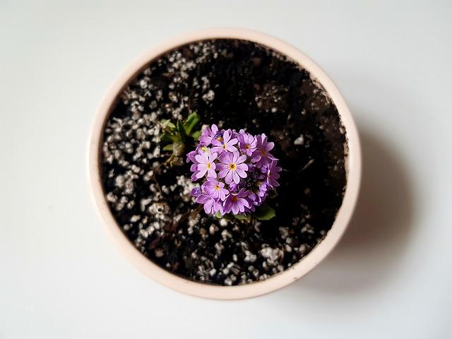 Roślina doniczkowa w ozdobnej donicy