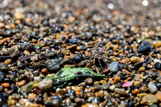 ghost crab, crab, stones