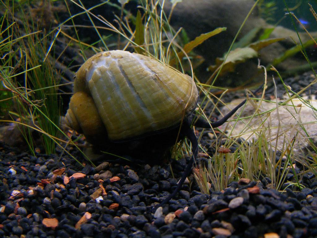 A snail in a planted aquarium.