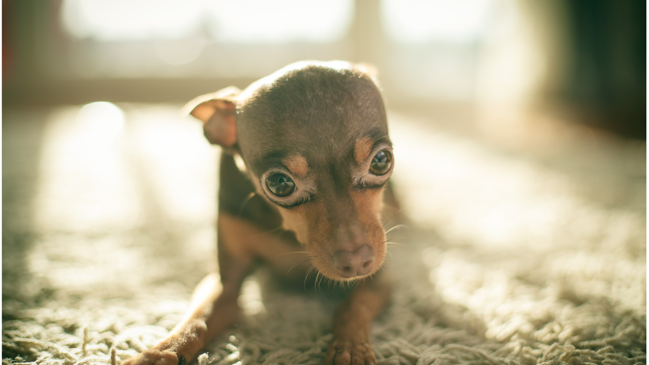 A small puppy Russian Toy Terrier laying on a carpet