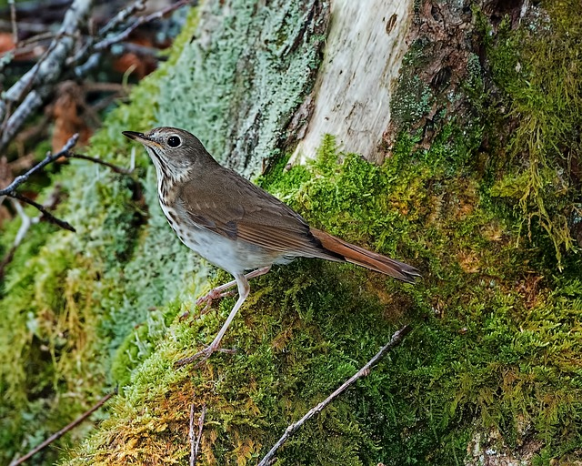 Hermit thrush, Birds that start with H