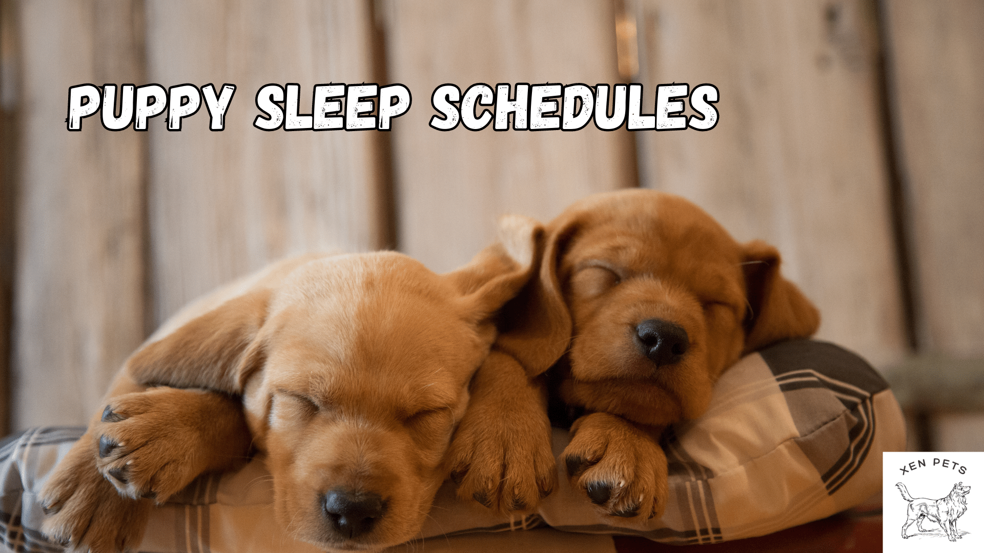 Puppy Sleep Schedule 2024 Training Guide Xen Pets