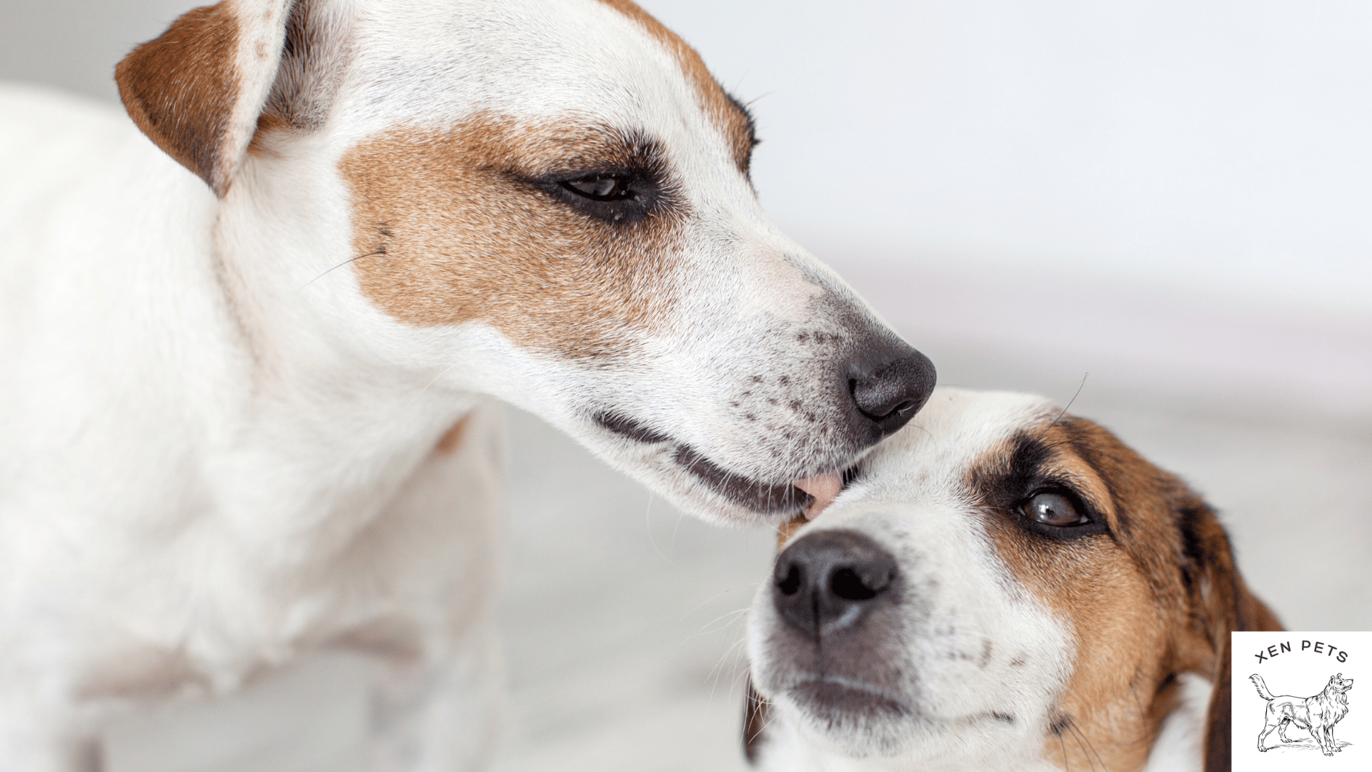 dog licking another dog