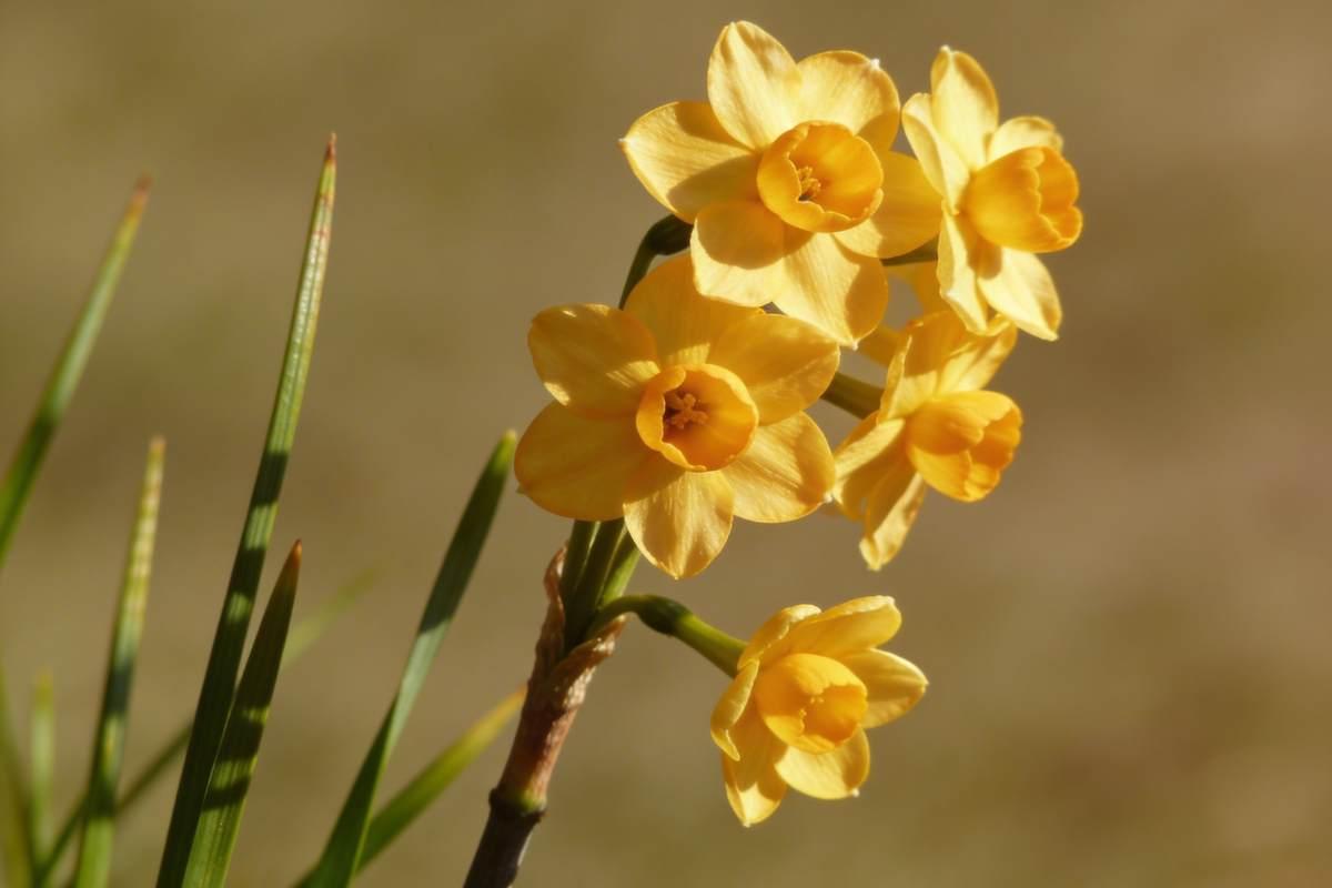 Golden jonquil flower cluster with rush-like leaves — March birth flower