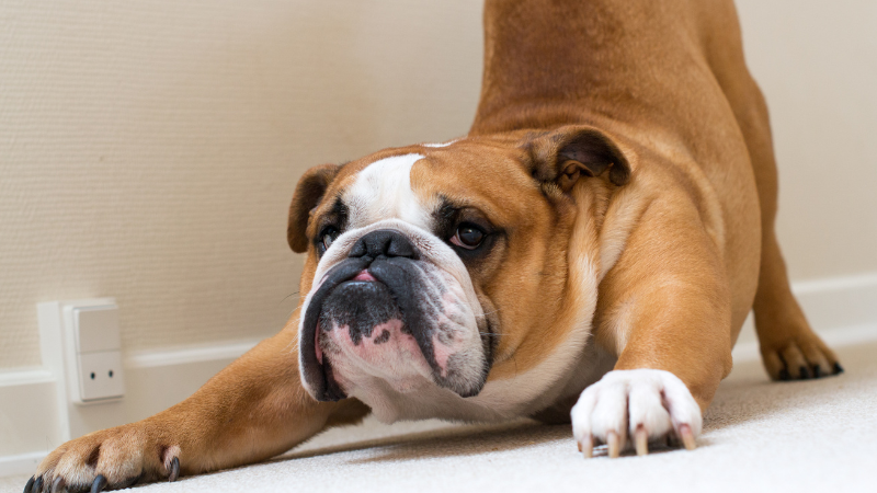 English bulldog hot sale maintenance cost