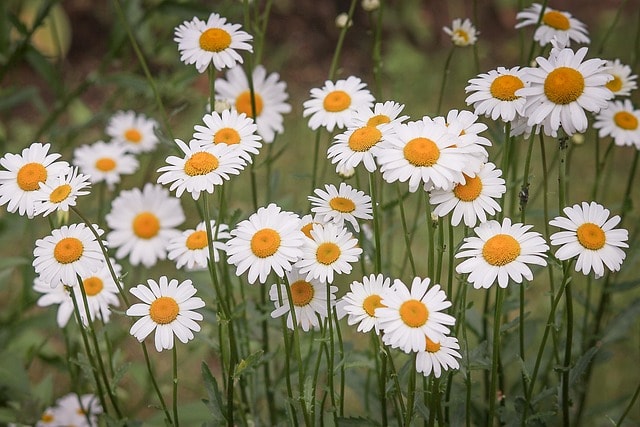 daisies, white flowers, flower meadow, flowers, petals, white petals, wildflowers, flower background, flower wallpaper, beautiful flowers, blossom, bloom, marguerite meadow, flora, meadow, nature