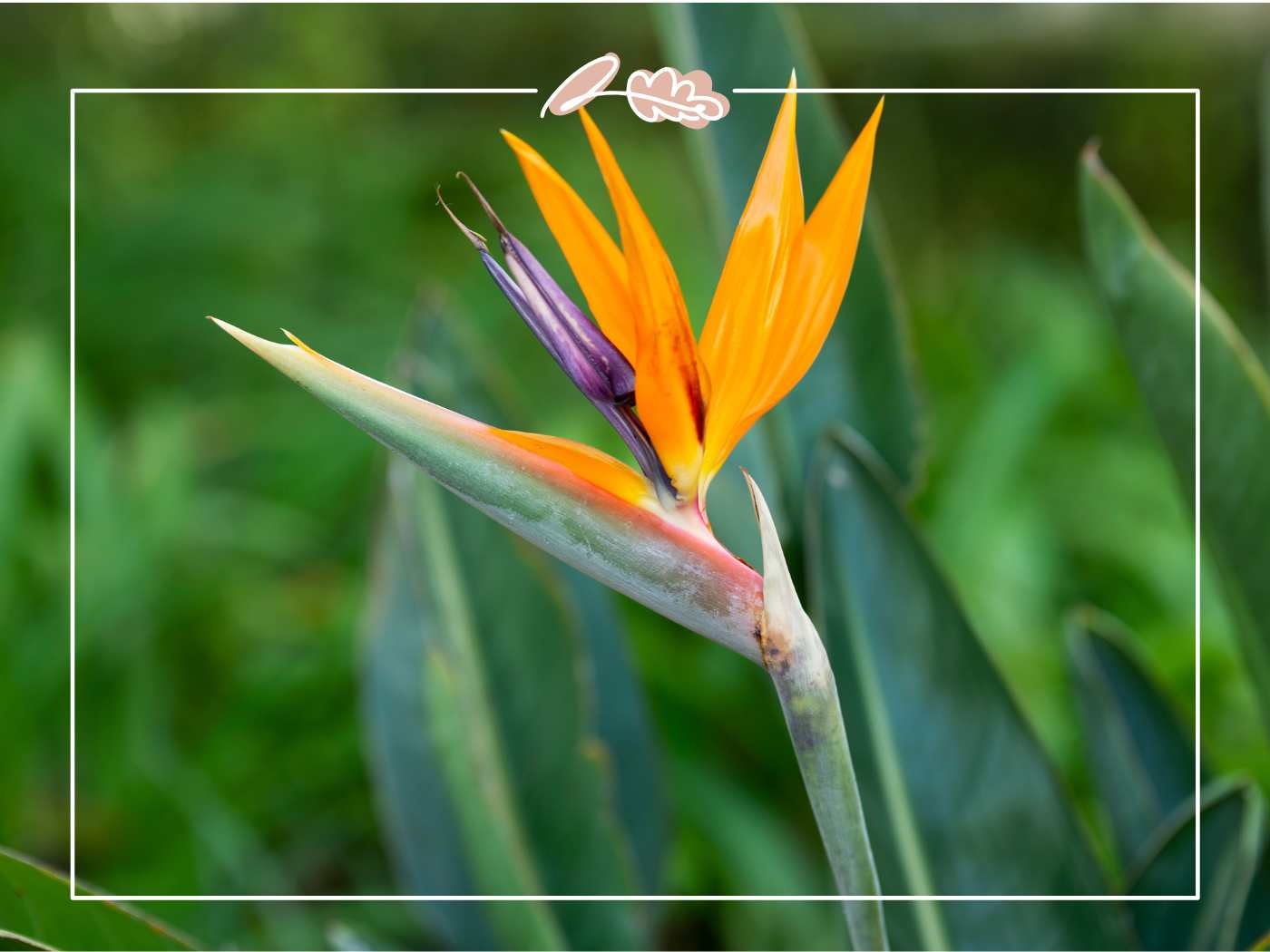 Bird of paradise flower close-up with vivid orange petals and blue-purple tongue