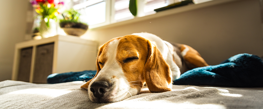 Not all pets are as calm as this sleeping beagle. Your home may need some additional dog proofing before leaving them alone or bringing a new pet home.