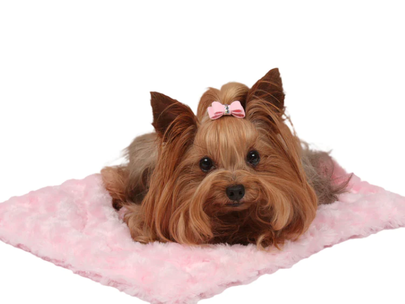 Image of a puppy resting on the Puppy Pink Curly Sue Blanket, a custom blanket with great quality.