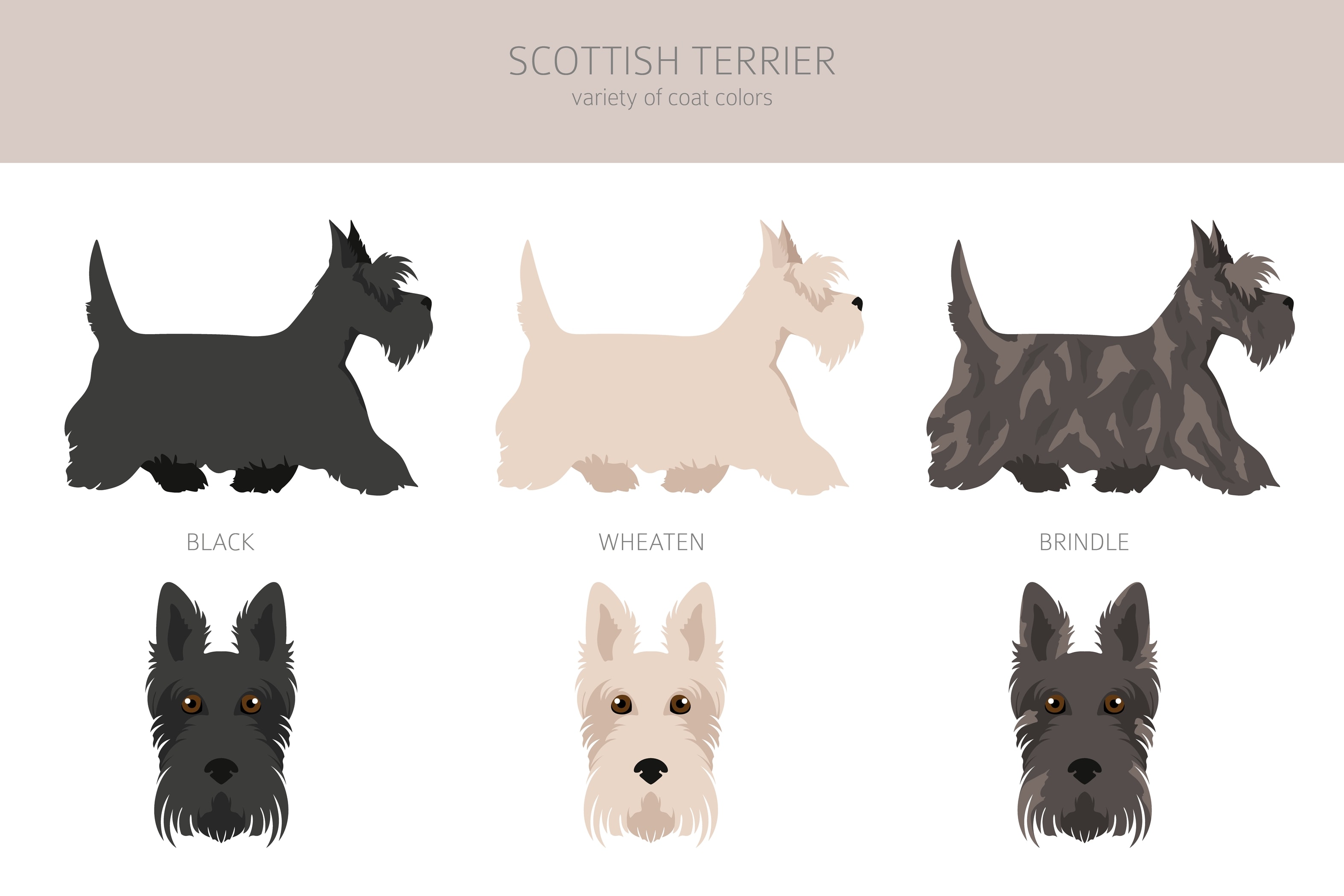 An infographic showing the color schemes of the Scottish Terrier Coat
