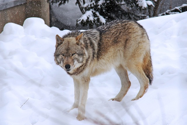 arctic wolf, wolf, fear
