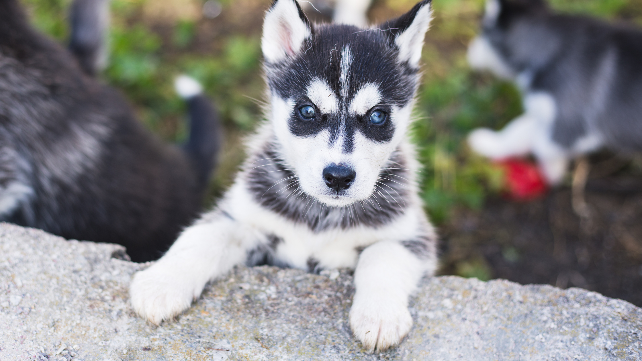 A Husky puppy laying on a rock