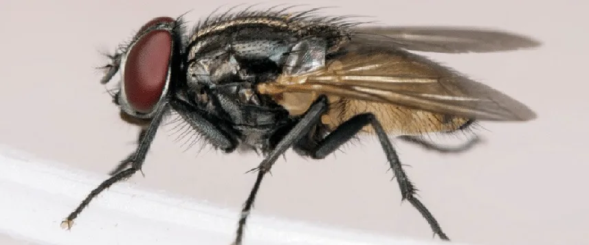A close-up image of a house fly.