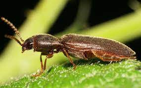 Powderpost Beetles 101: What Every Aiken Homeowner Ought To Know