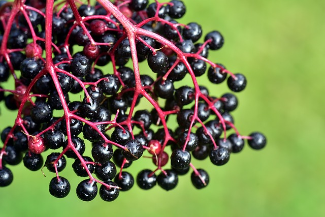 elderberry