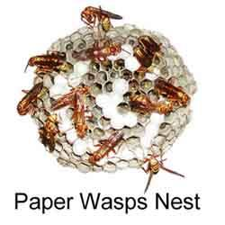 An image of a Paper Wasp Nest.