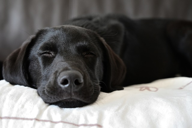 labrador retriever, dog, pet