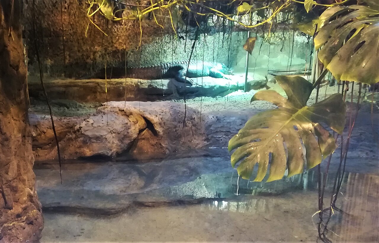 Aligator Marta z płockiego ZOO - gwiazda filmu Hydrozagadka (źródło: https://commons.wikimedia.org/wiki/File:Aligator_Marta_ZOO_Plock_(ten_co_gra%C5%82_w_Hydrozagadce).jpg)