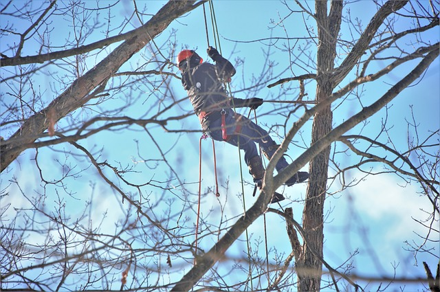 tree, cutter, suspended, tree removal assistance program