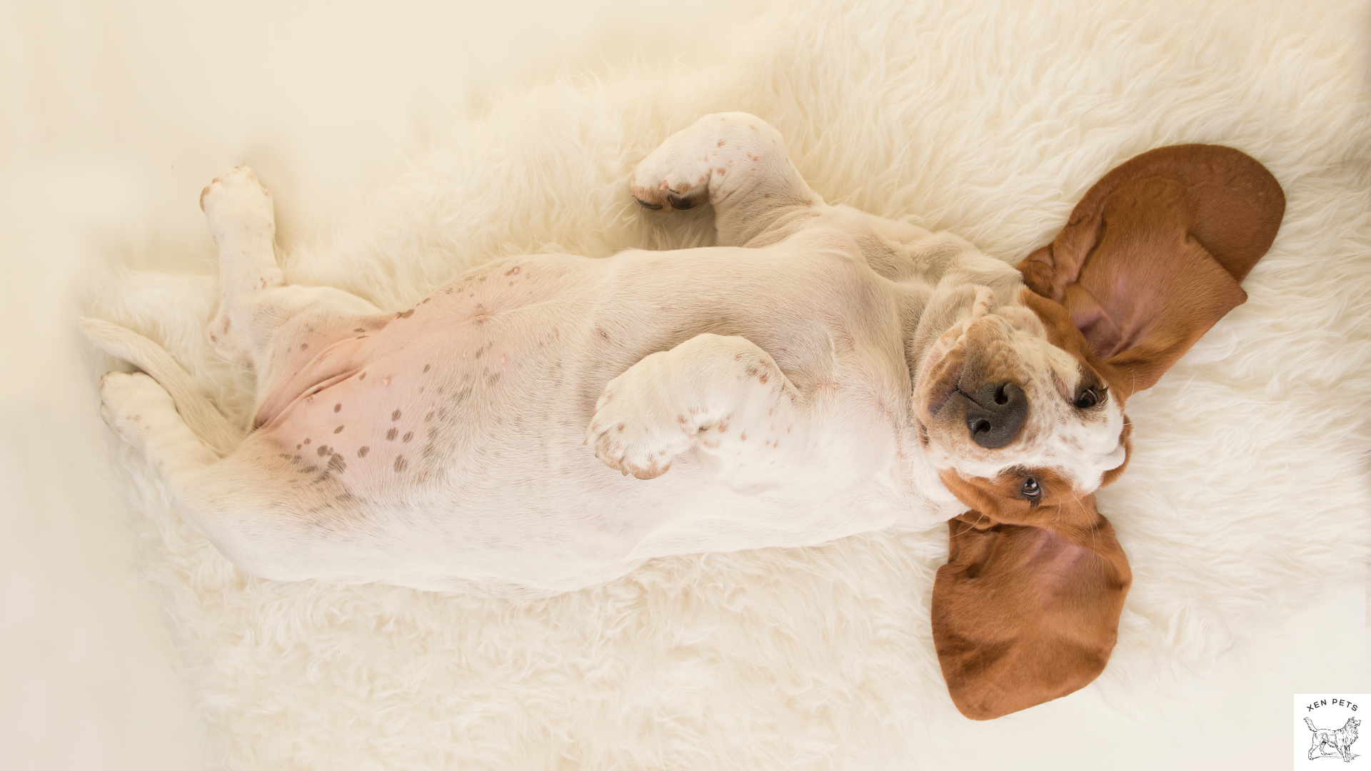 dog  rolling on its back