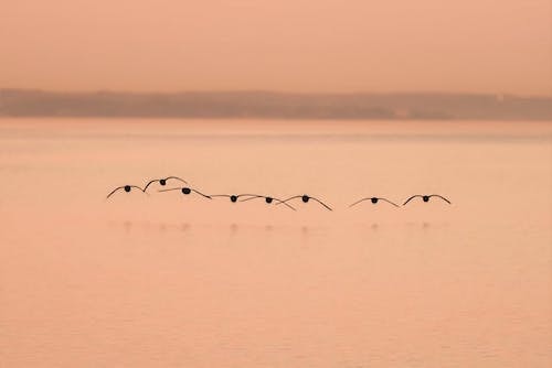 Un-identified birds sweeping the water's surface near Darien, Connecticut