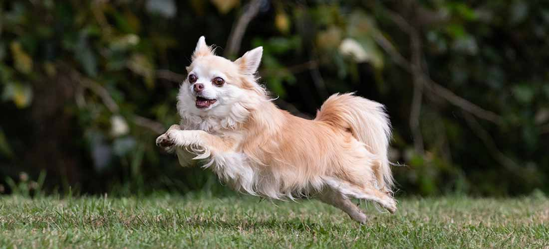 chihuahua dog, exercise