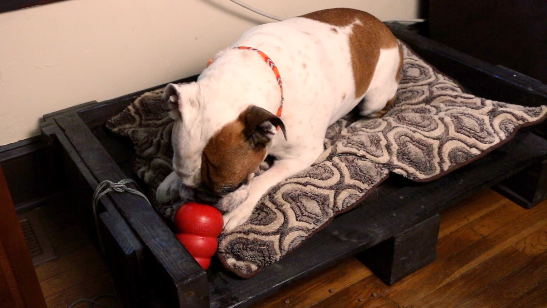 Kong 101: How to keep your pup busy! - Positive Partners Dog