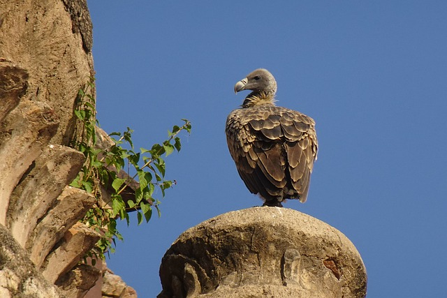 vulture, indian vulture, bird