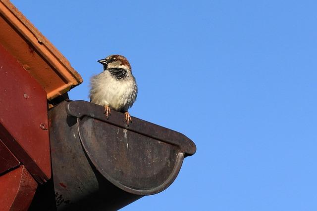 bird, sparrow, nature, roof, perched, gutter, close up