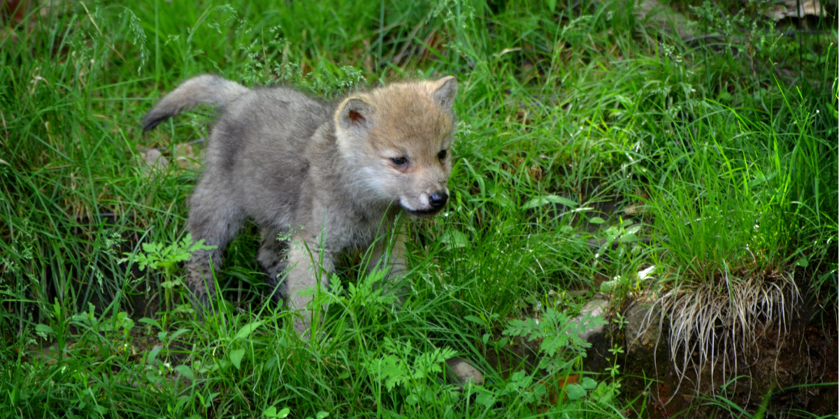 carnivore, timber, wolf