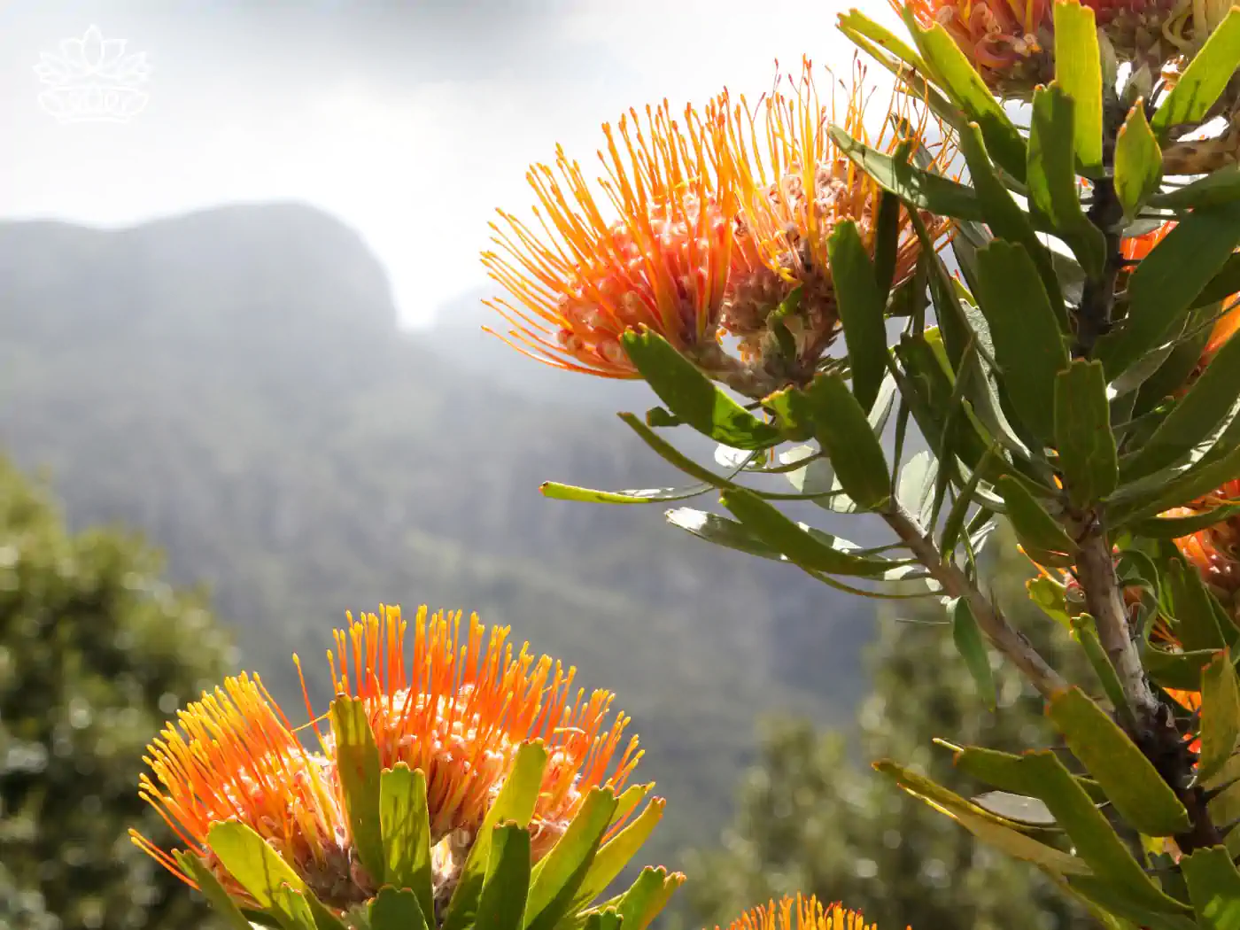 Bright orange Protea flowers with mountains in the background - Fabulous Flowers and Gifts, Proteas Collection
