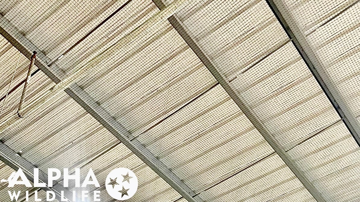 commercial bird netting inside building