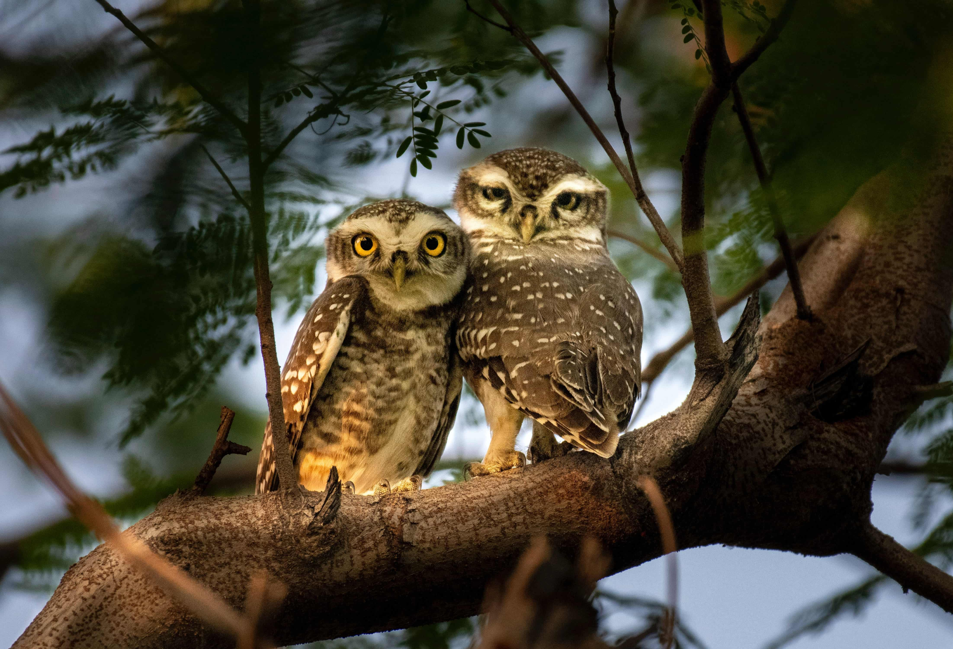 Significance of Spotting an Owl at Night in Various Cultures and Countries