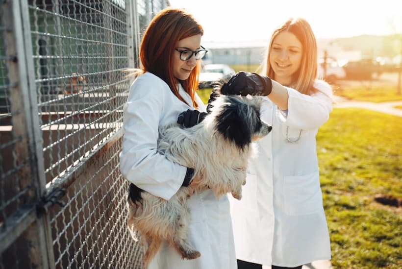 how to start an animal rescue