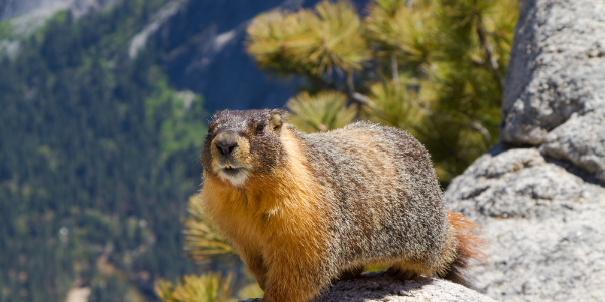 interesting animals in lake tahoe