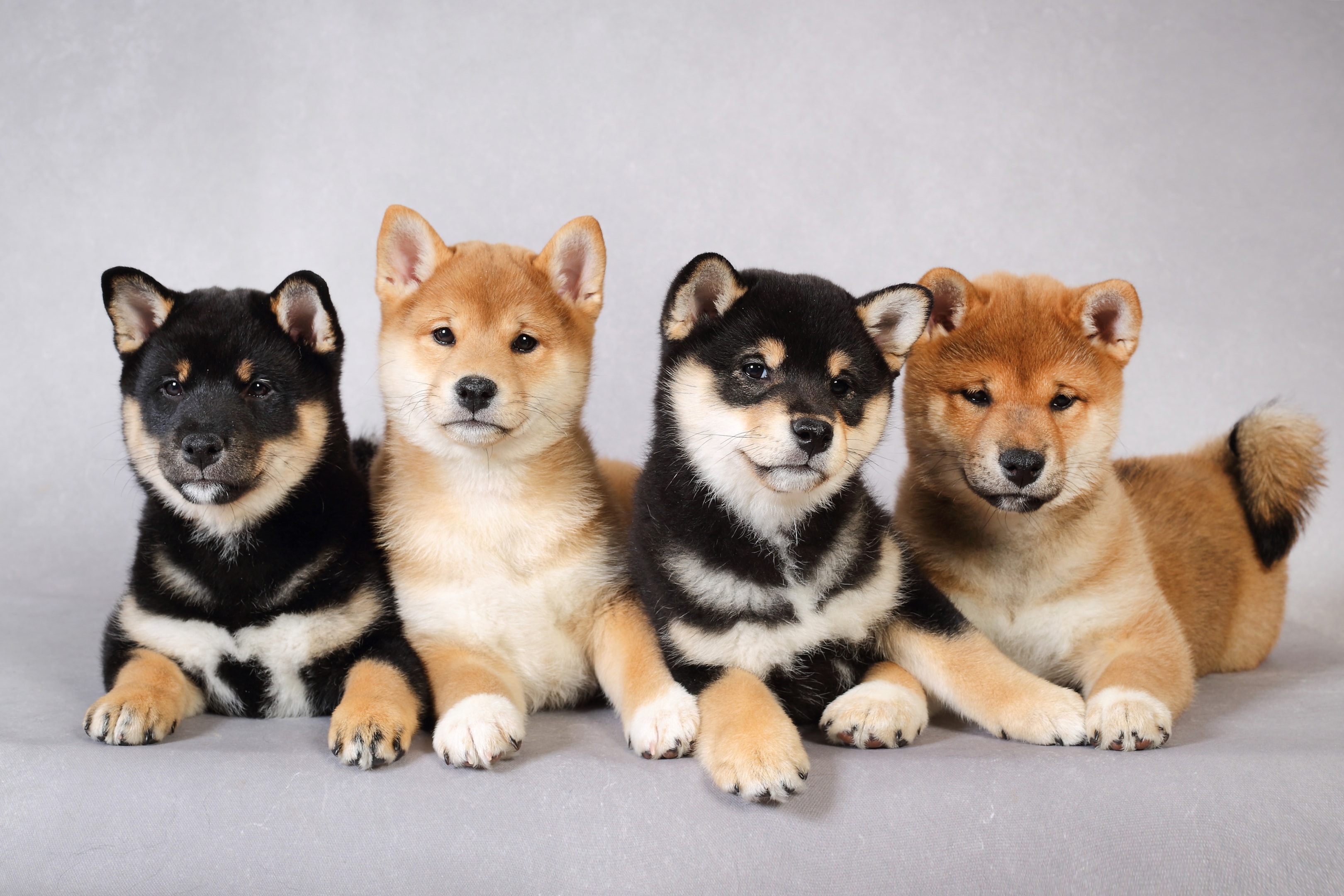 Shiba Inu - FurLyfe!