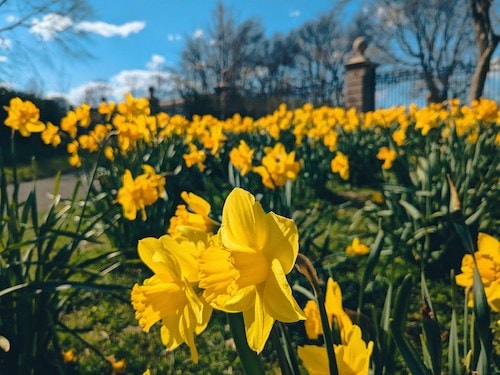 History buffs love Newport, Rhode Island any time of year, though the daffodils are lovely