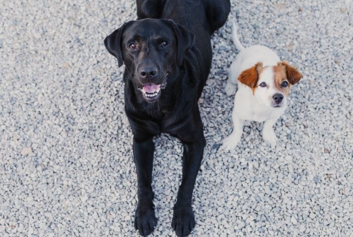 A large black dog and small white dog