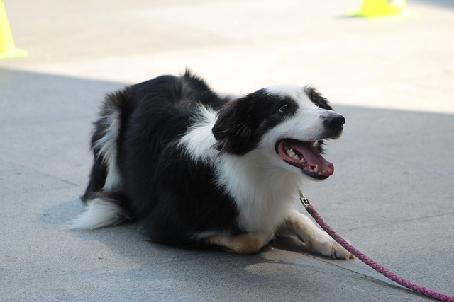 happy dog, dog training, pet