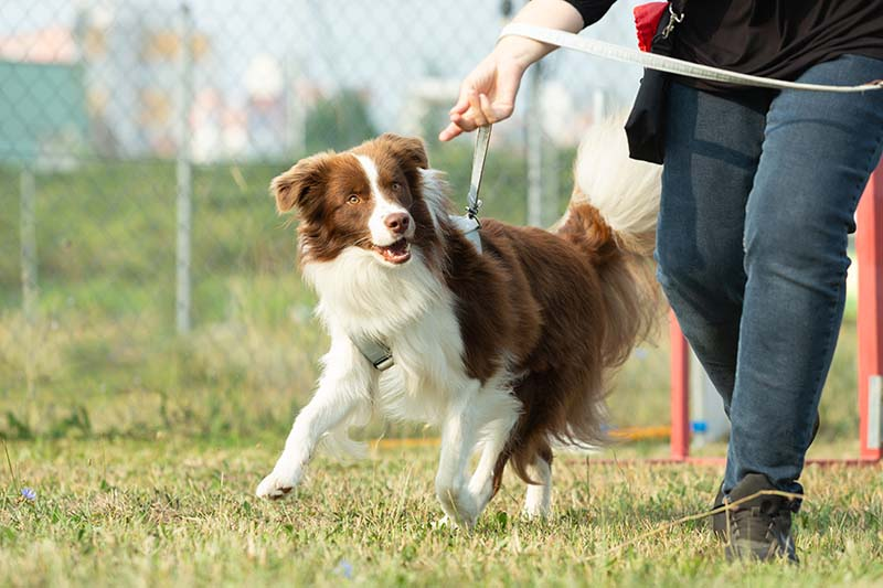 ample exercise, Australian dog exercise