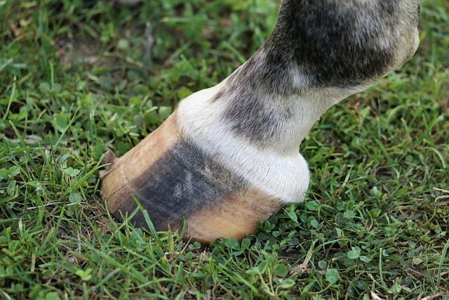 horse hoof, black and white, animal